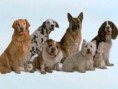 /album/perros/ab-jpg/
