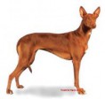 /album/perros/a382566-423140931070466-907909393-n-jpg/