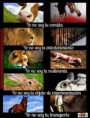 /album/perros/a644733-287649908031659-1230439578-n-jpg/