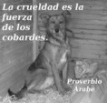 /album/perros/a398633-10152371696955224-990450951-n-jpg/