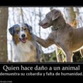 /album/perros/a483567-10151485777117008-1439057376-n-jpg/