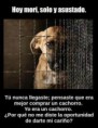 /album/perros/a530577-10151416208492008-254871652-n-jpg/