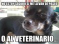 /album/perros/a922914-10152780437460224-2000663533-n-jpg/